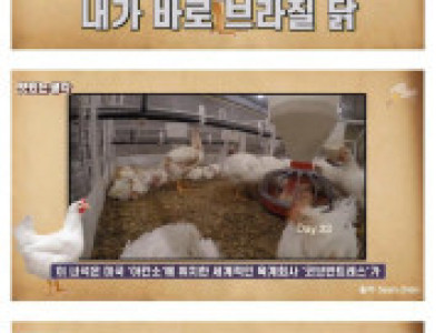 순살치킨으로 많이 쓰이는 브라질산 닭의 진실.jpg