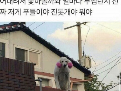 무서운 옆집 강아지
