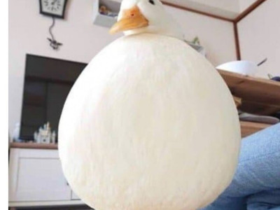 오리가 개미를 밟아죽이면?