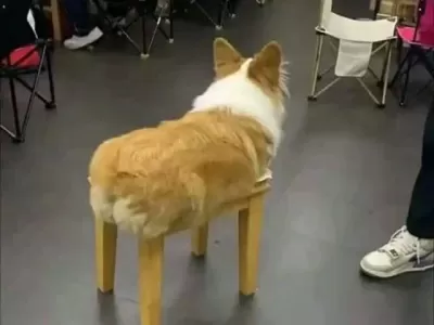 사료 좀 섞어주소