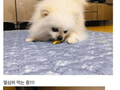 댕댕이 치킨 후기