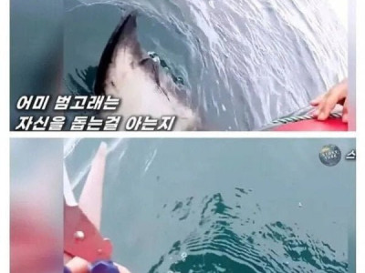 도움받은 범고래의 보답