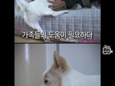 고전 클래식] 앞다리가 없이 태어났던 댕댕이.jpg