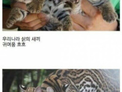 고양이과 새끼시절 모습