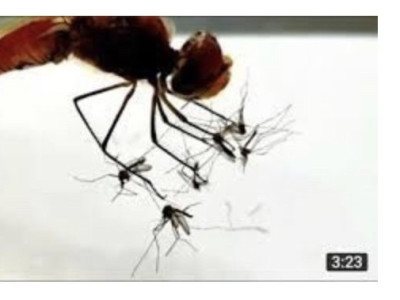 여름에 잠자리 좀 집에서 키워야겠네요