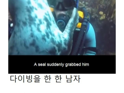 다이버 죽는 줄 알고 가족 친구들 다 데리고 온 물개
