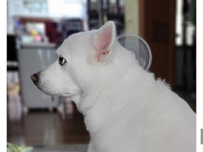 냉전기간일 때의 강아지표정