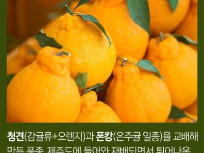 한라봉, 천혜향, 레드향, 황금향의 차이.jpg