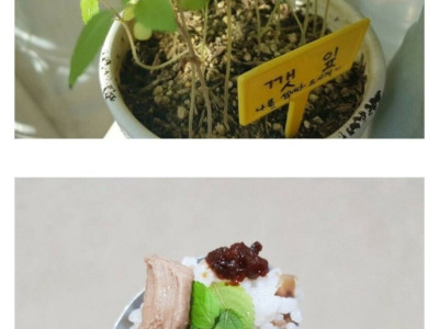 성격 급한 사람의 깻잎 키우기