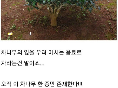 생각보다 모르는 사람이 많다는 차의 비밀.jpg