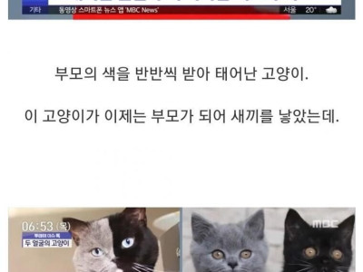 반반털색 고양이의 분리.jpg